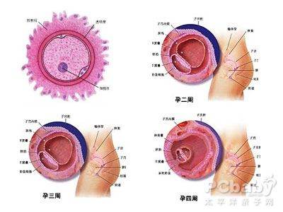 胎儿2个月发育图