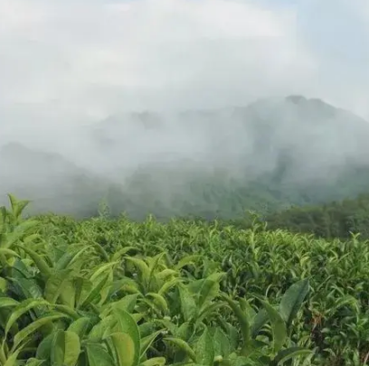 广东大茶园有限公司